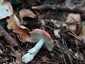 Erdei galambgomba (Russula silvestris), Zemplén